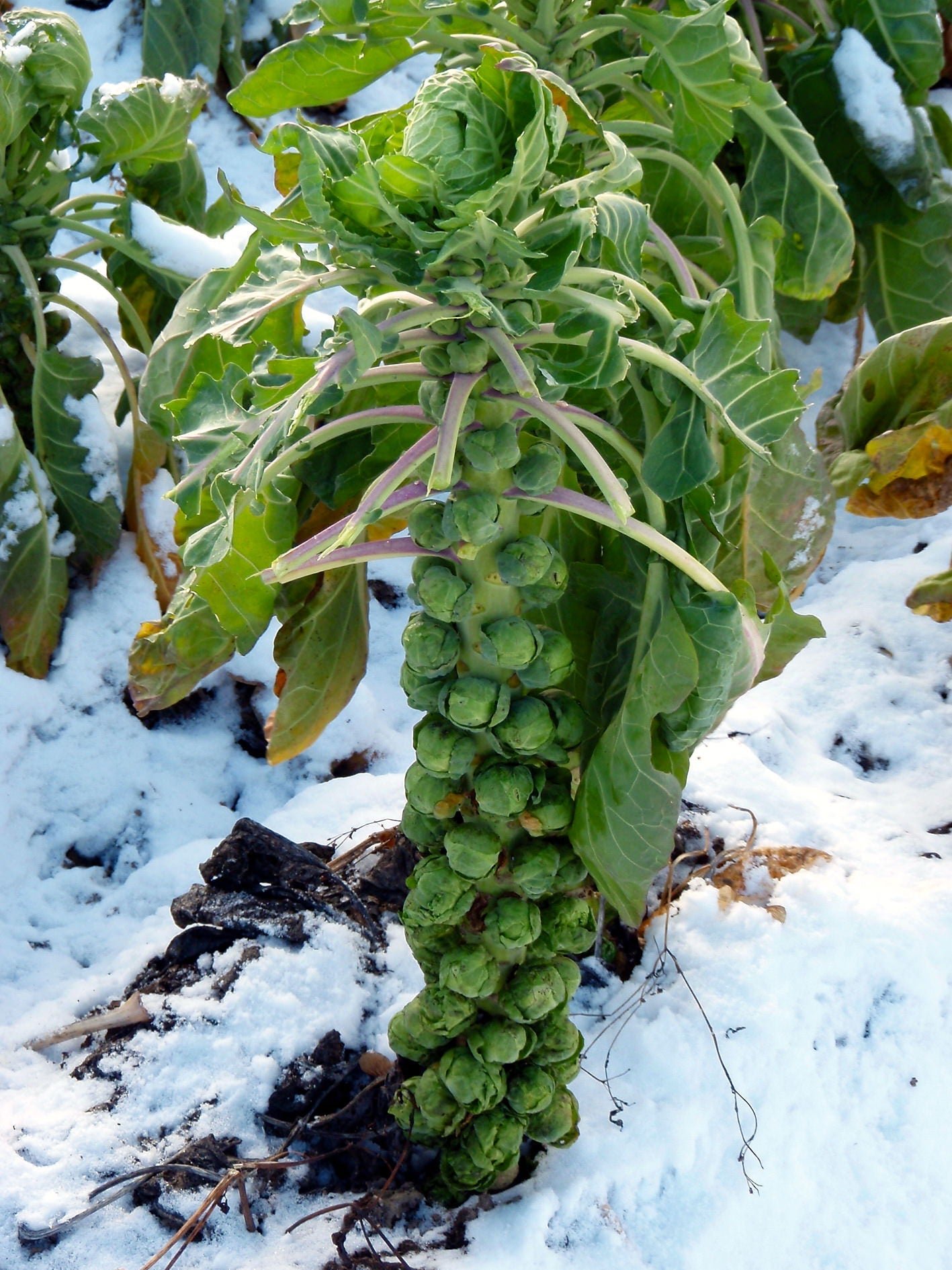 Reinsaat – Kohlsprossen Groninger (Brassica oleracea var. gemmifera)