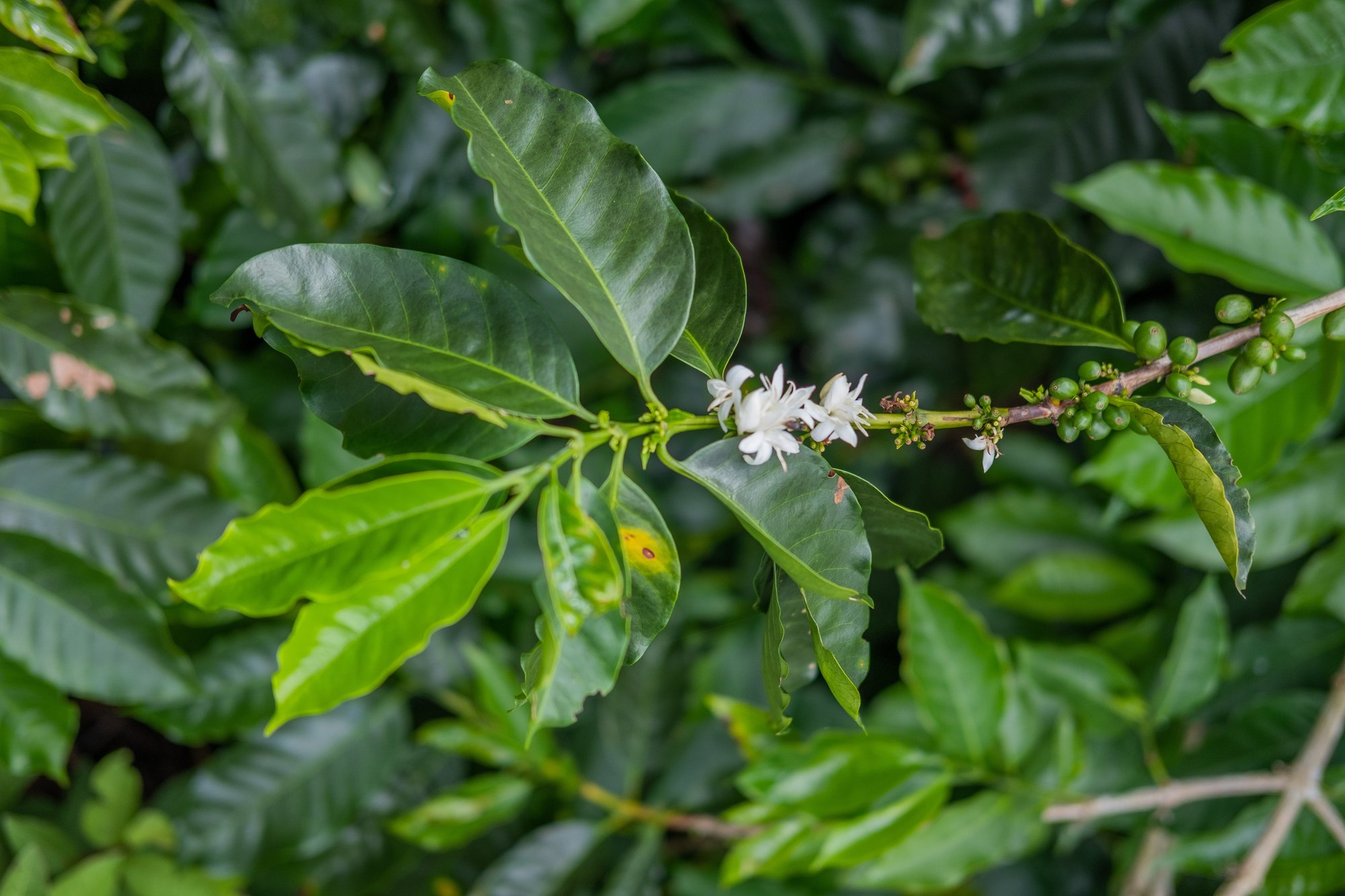 Costa Rica Aquiares Centroamericano Thermic GREEN