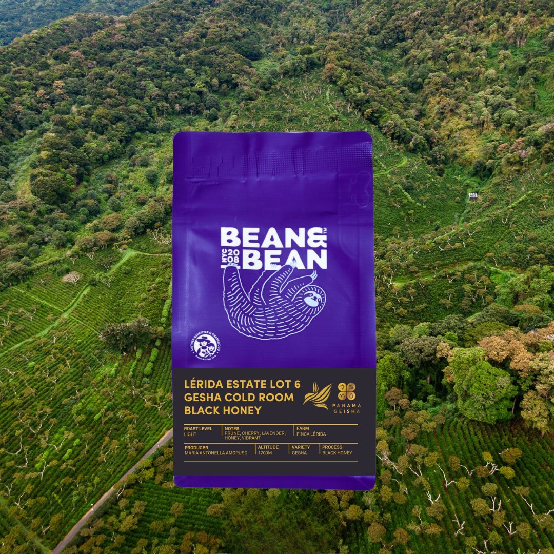 Panama Lérida Estate Lot 6 Gesha Cold Room Black Honey