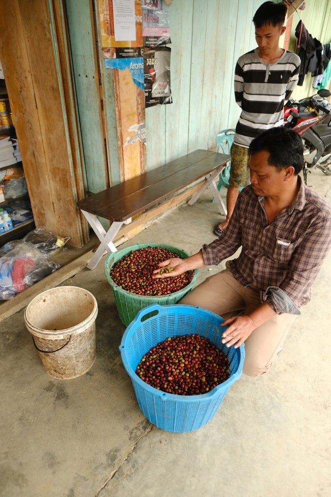 Indonesia Ribang Gayo Honey FILTER