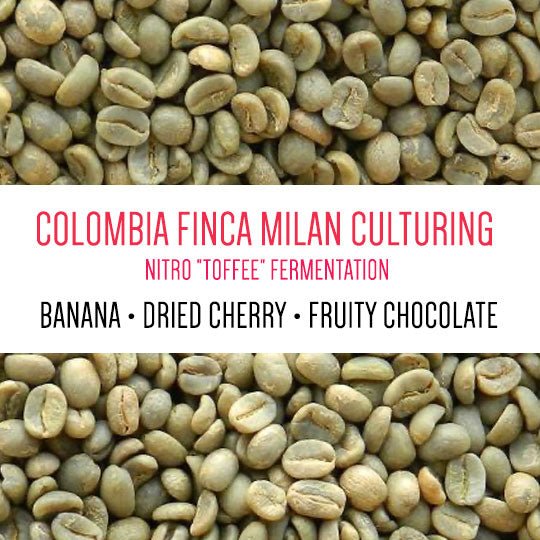 Colombia Finca Milan Culturing Nitro "Toffee" Fermentation Caturra GREEN