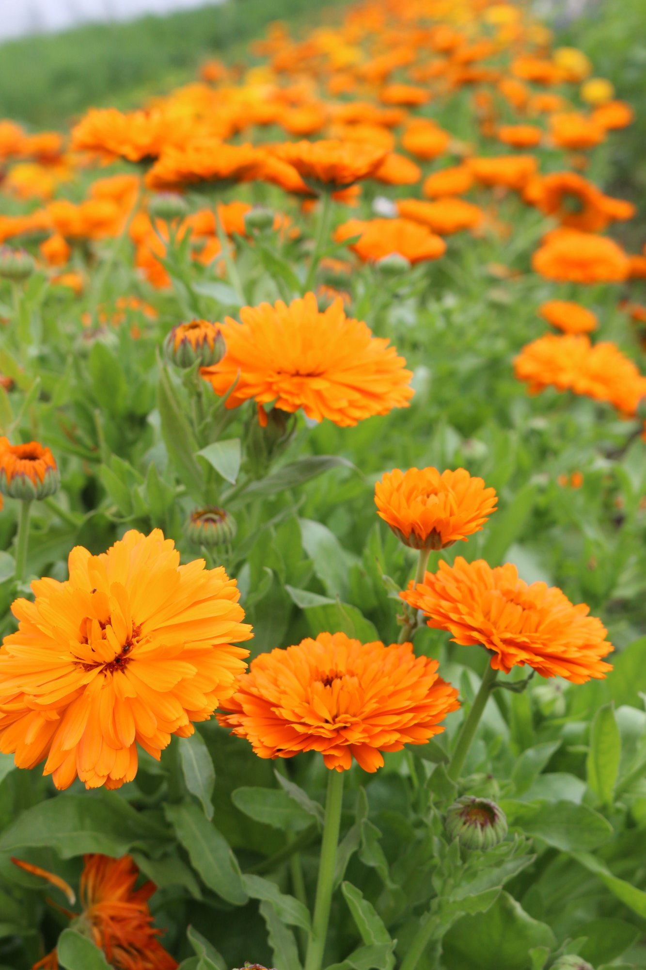 Reinsaat – Ringelblume, reinorange (Calendula officinalis)