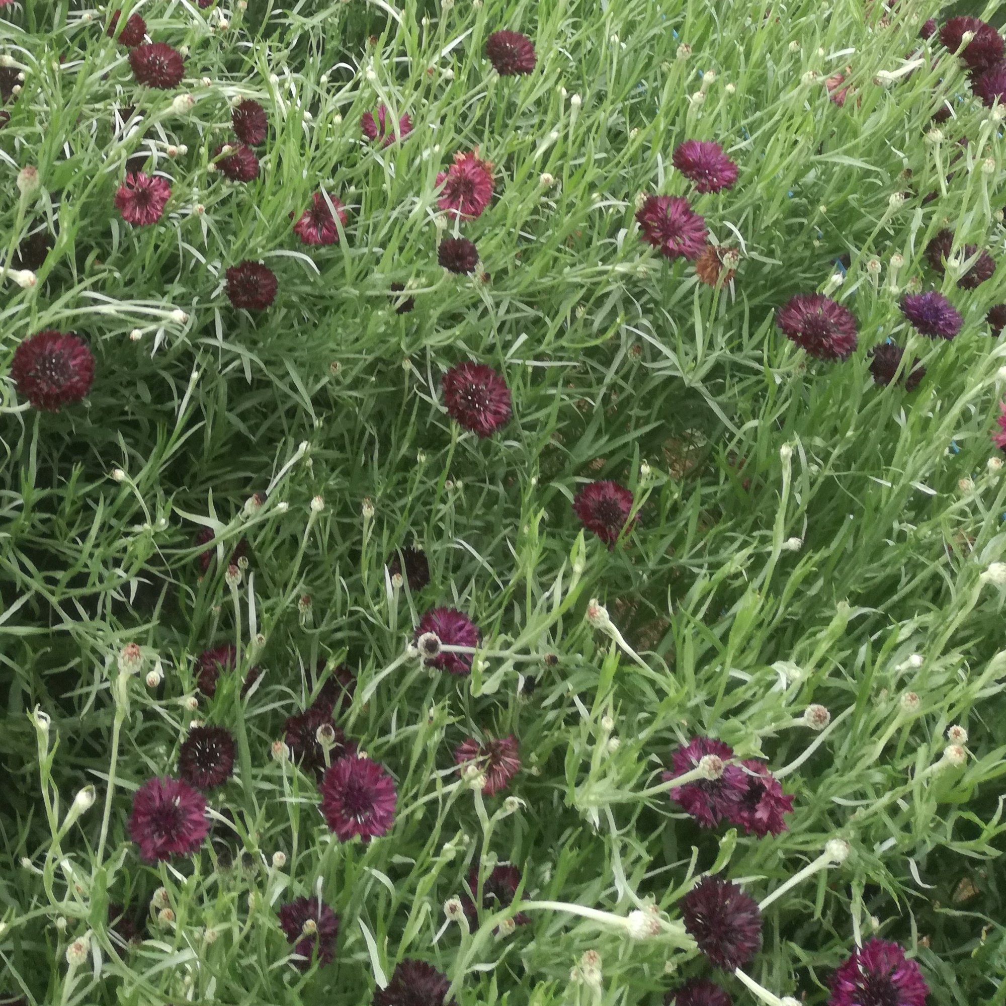 Reinsaat – Kornblume ‚Black Ball‘ (Centaurea cyanus)