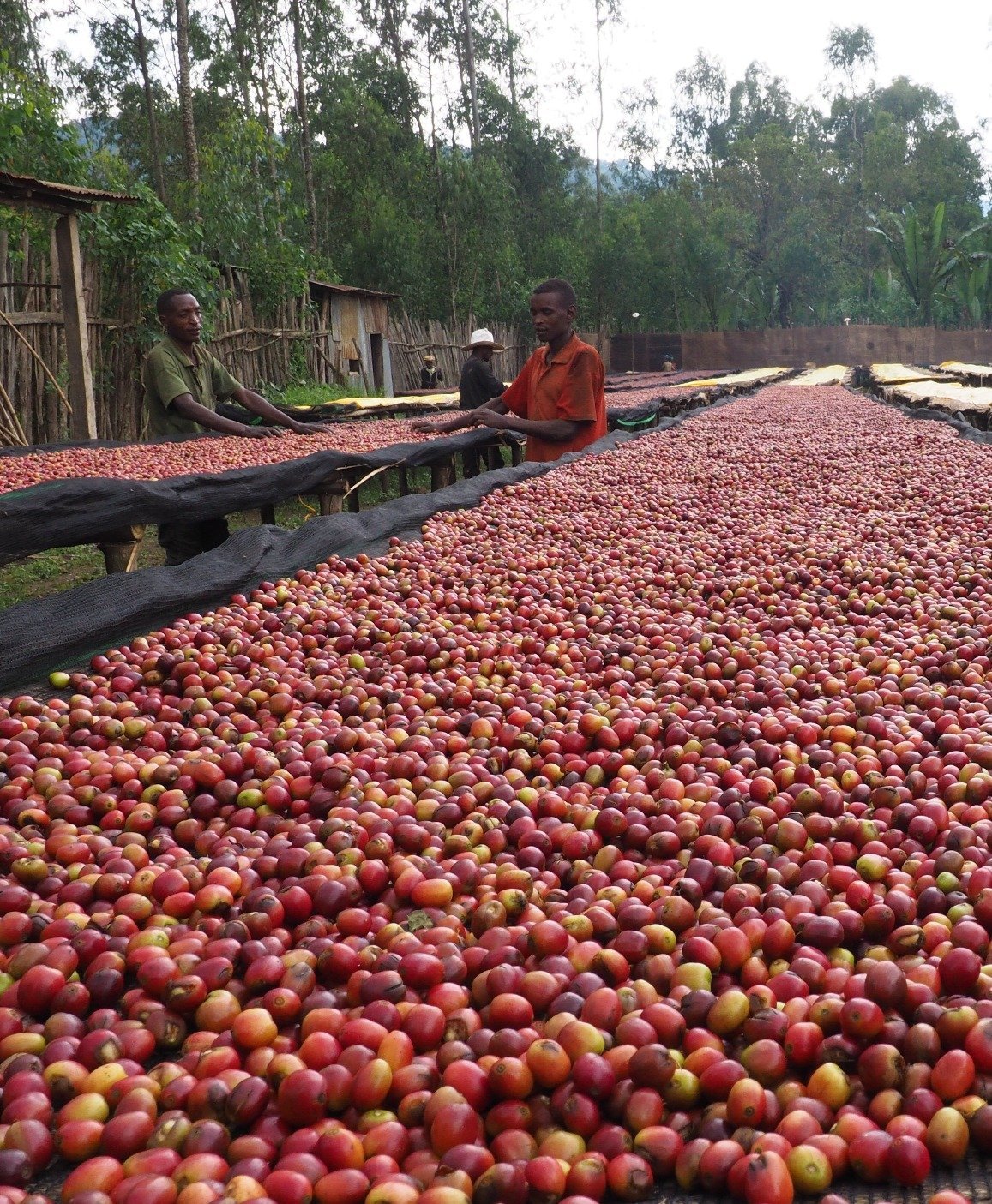 Ethiopia Ayele Begashaw Filter