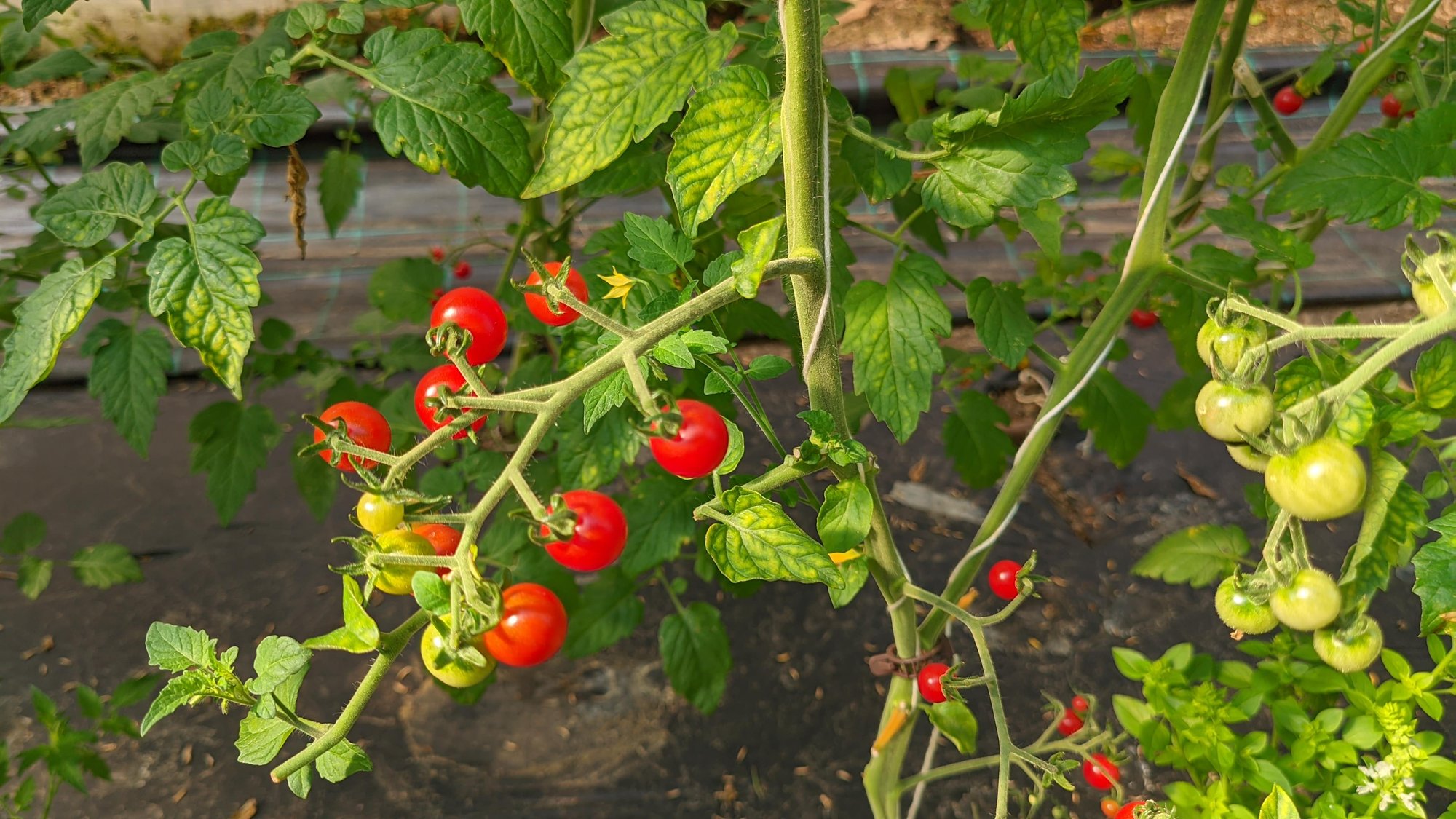 Reinsaat – Tomate Rote Ribisel (Solanum pimpinellifolium)