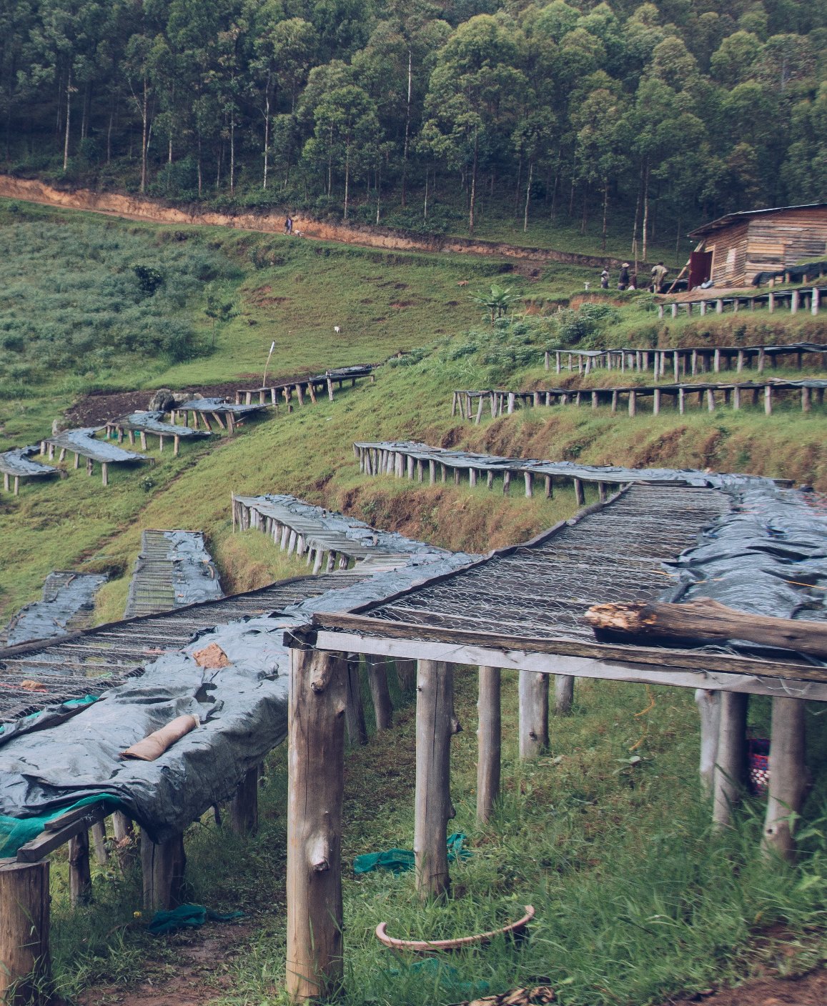 Rwanda Kanyege Washed Filter