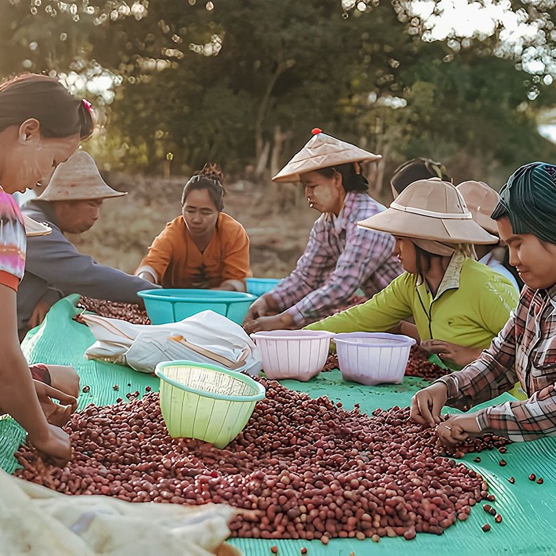Myanmar Lat Pan Pin Catuai【Passion fruit】