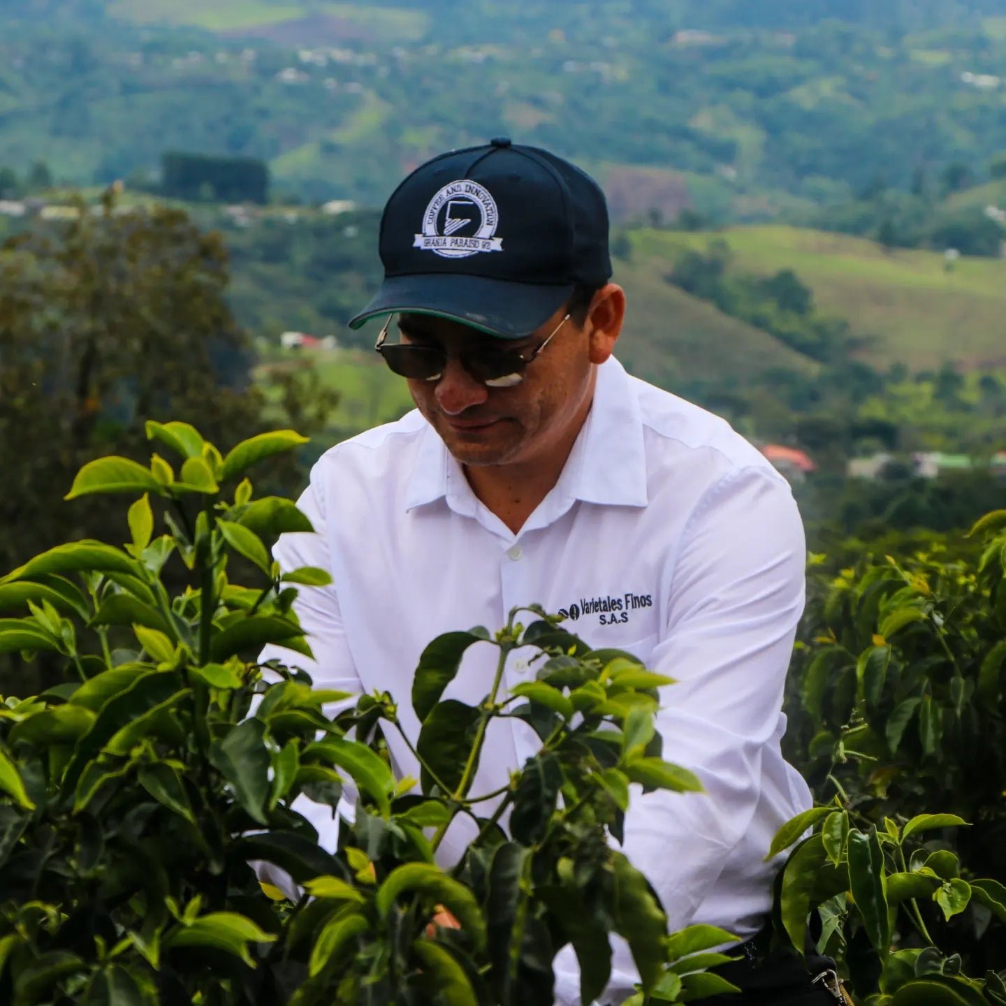 Wilton Benitez TS Anaerobic Geisha (FILTER and OMNI roast profiles)