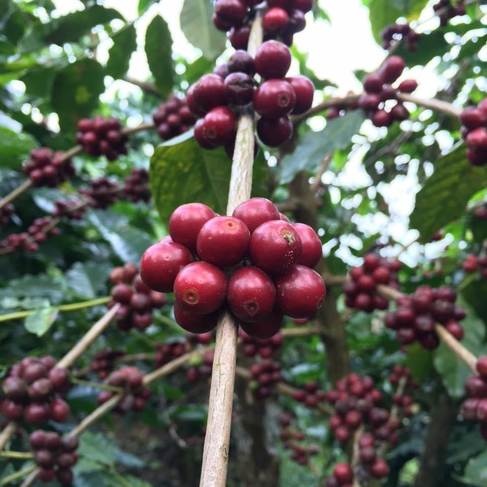 Kona Bourbon Champagne Natural 2022 - Uluwehi Farm