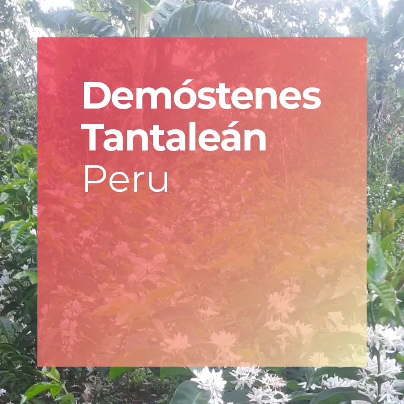 DEMÓSTENES TANTALEÁN, Anoxic Washed Gesha