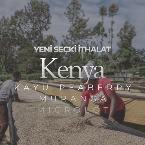 Kenya Muranga Peaberry