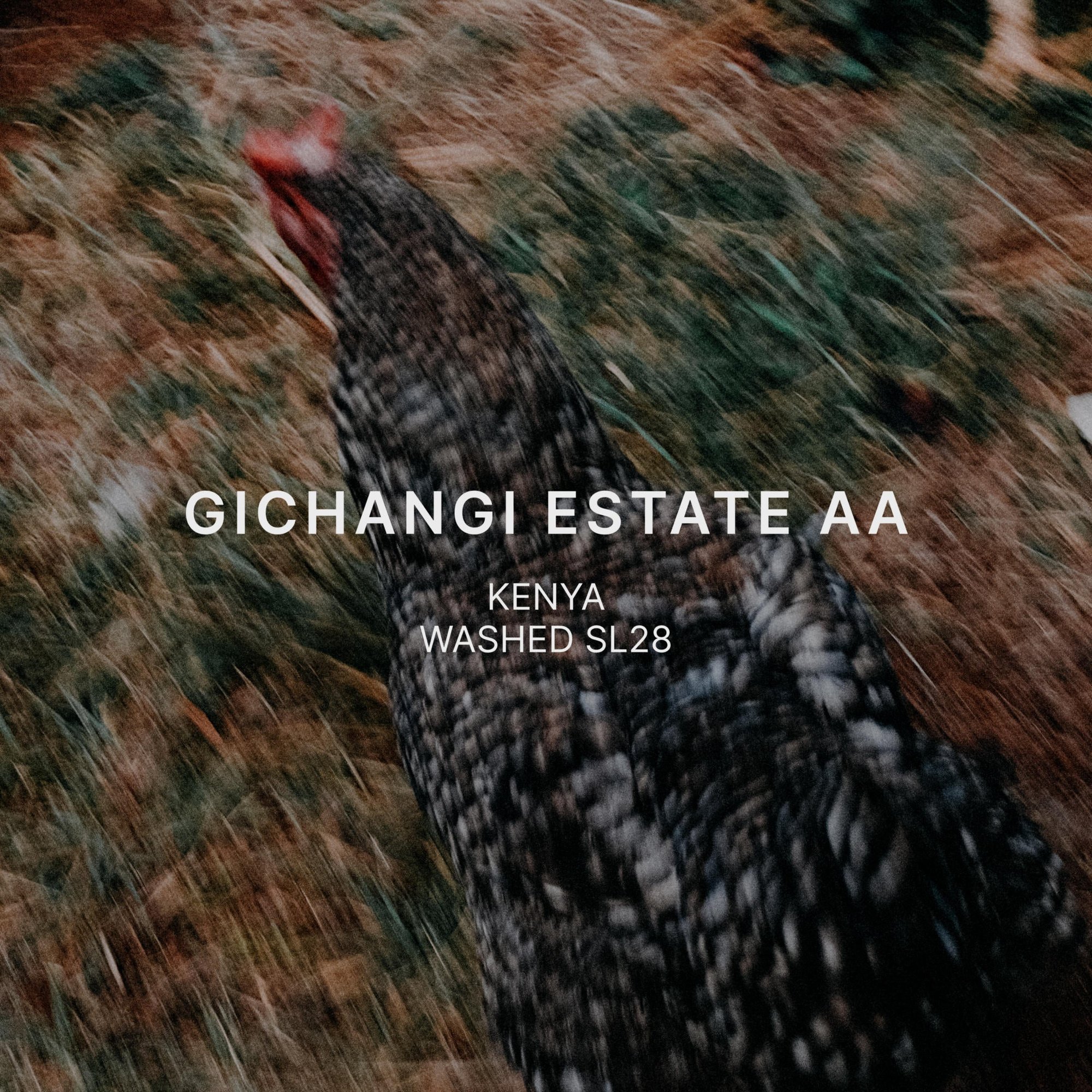 GICHANGI ESTATE AA