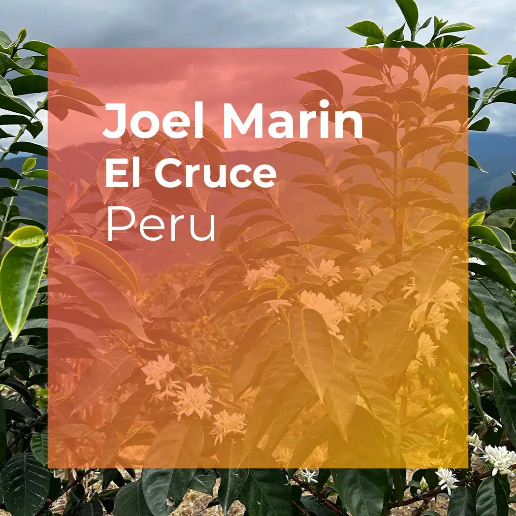 Joel Marin El Cruce Anoxic Natural Gesha