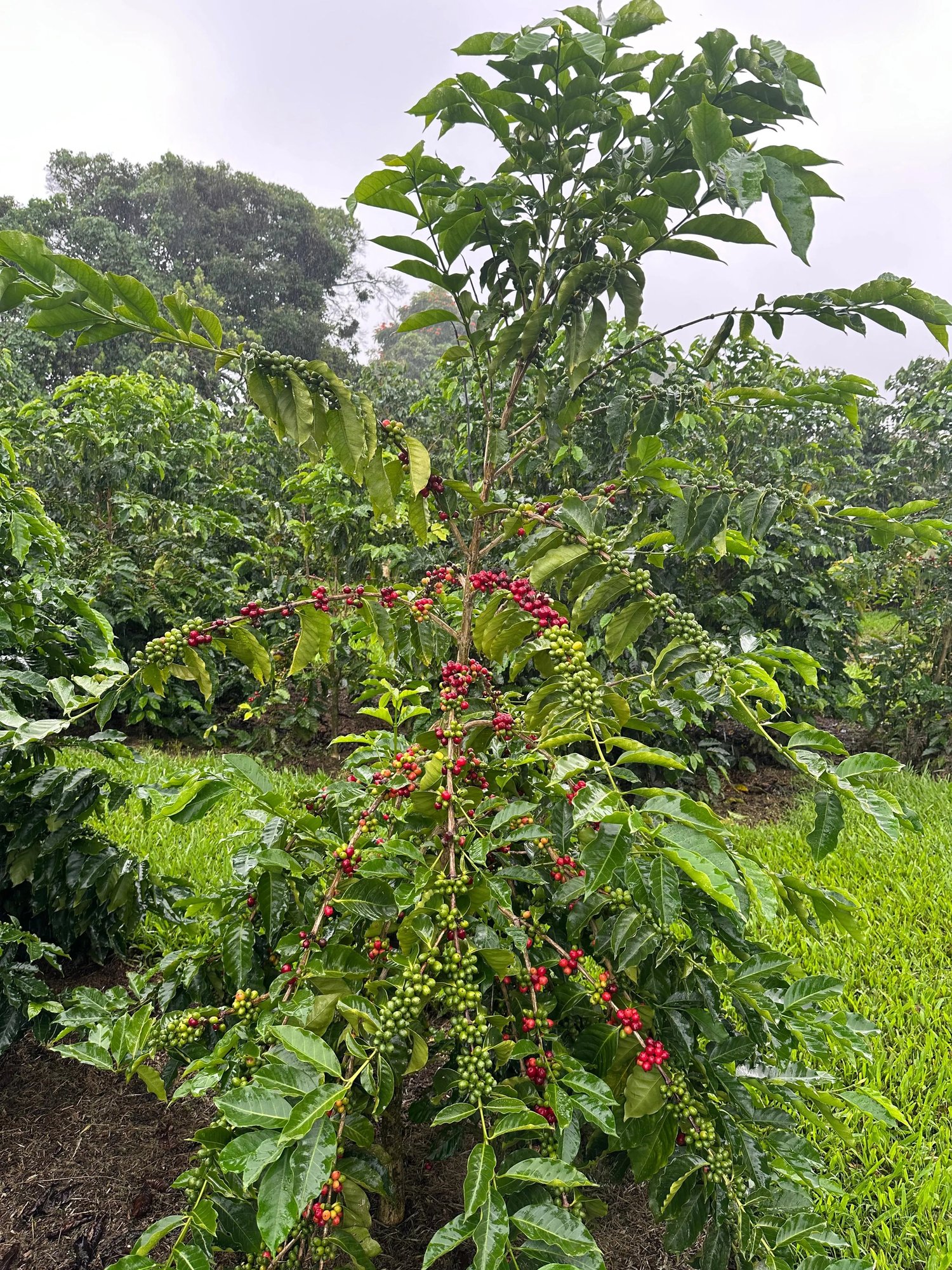 Kona Mejorado Washed — Typica Mejorado Variety