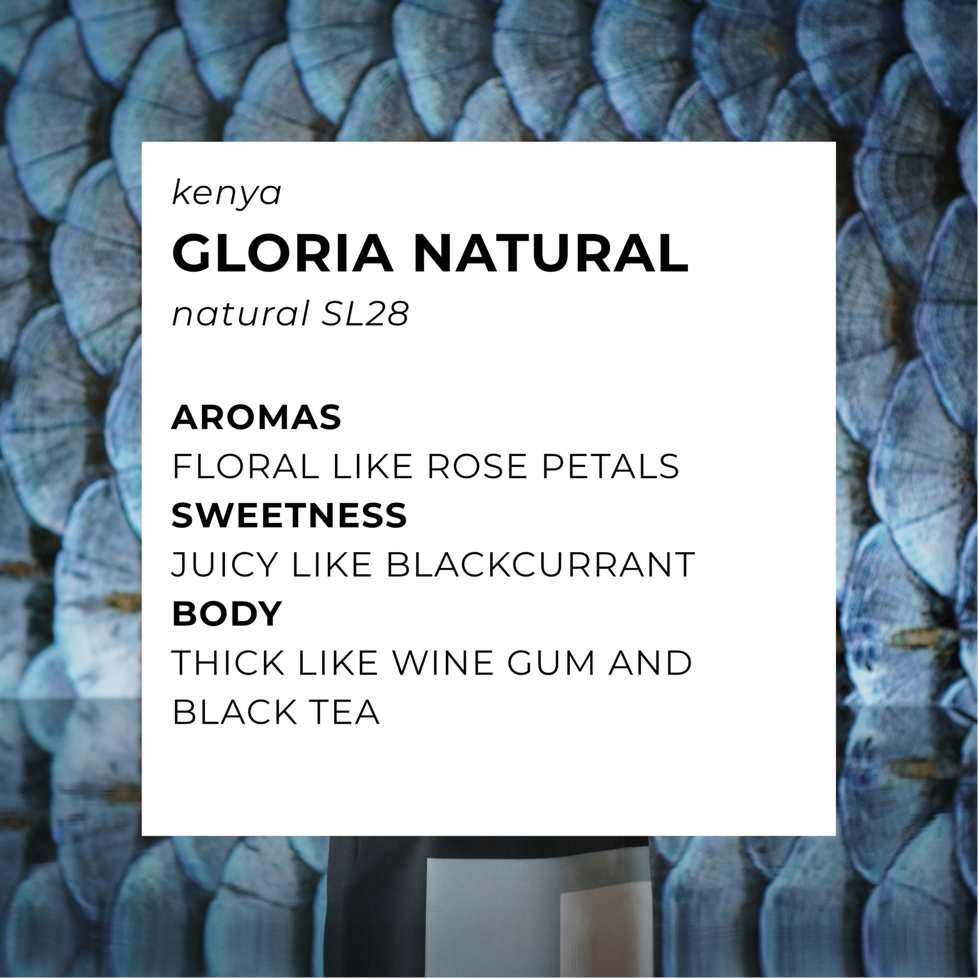 Gloria Natural
