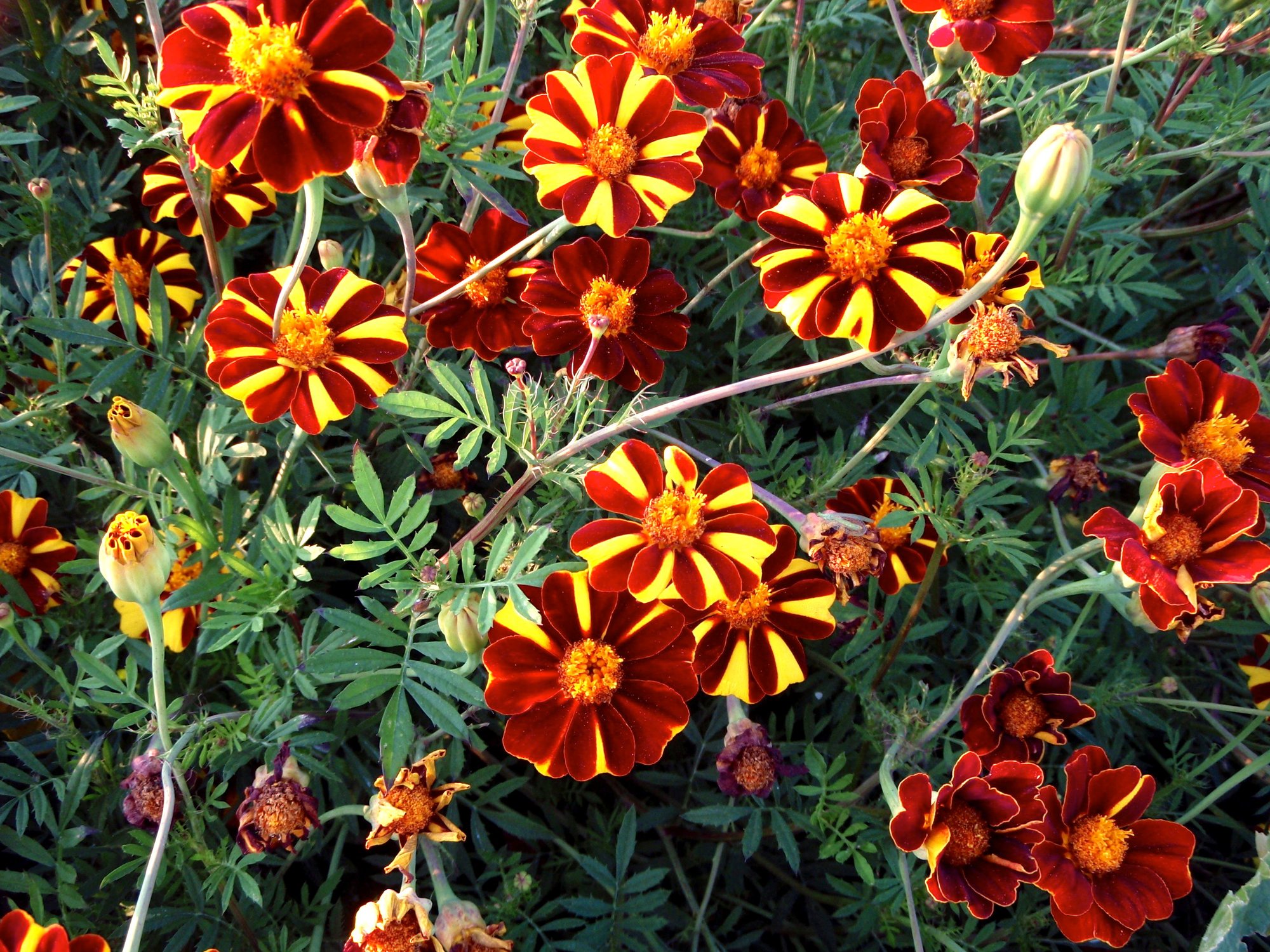 Reinsaat – Double Pinwheel (Tagetes patula)