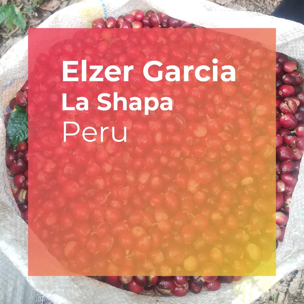 Elzer Garcia La Shapa Washed Caturra