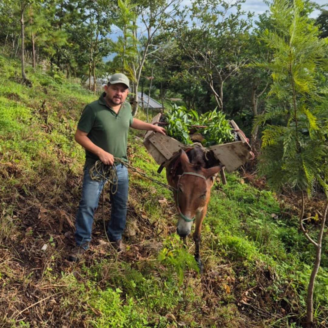 Honduras Kukurucho by Rony Gamez Washed Geisha