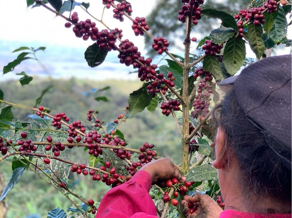 Nicaragua Finca San Jose Javanica Cold Anaerobic