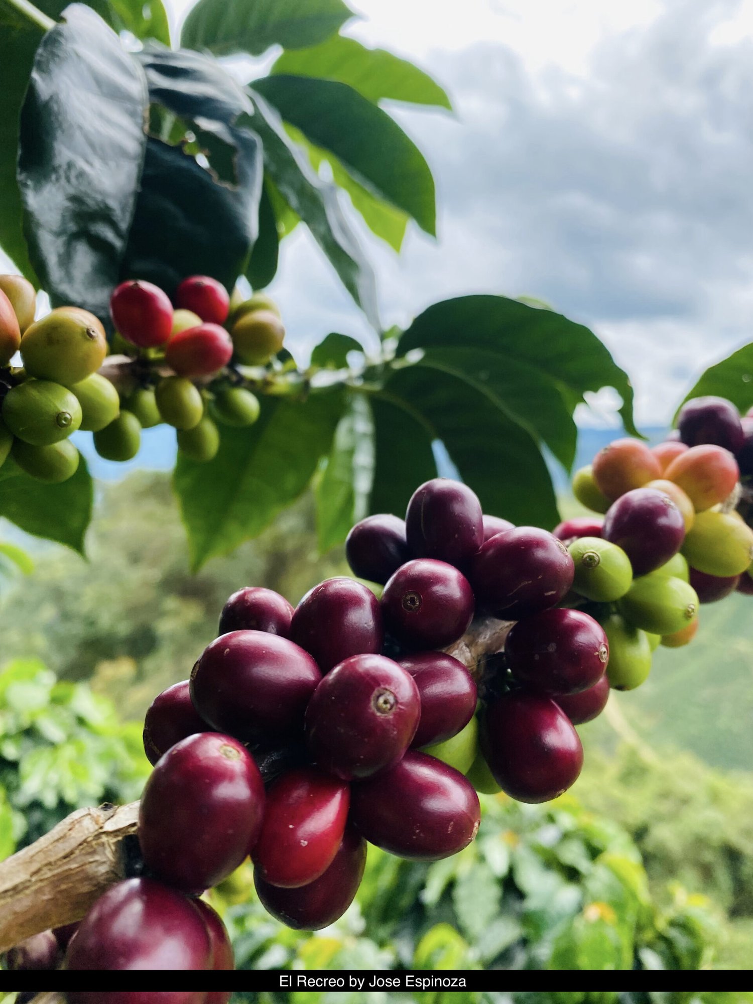 COLOMBIA LA BONITA