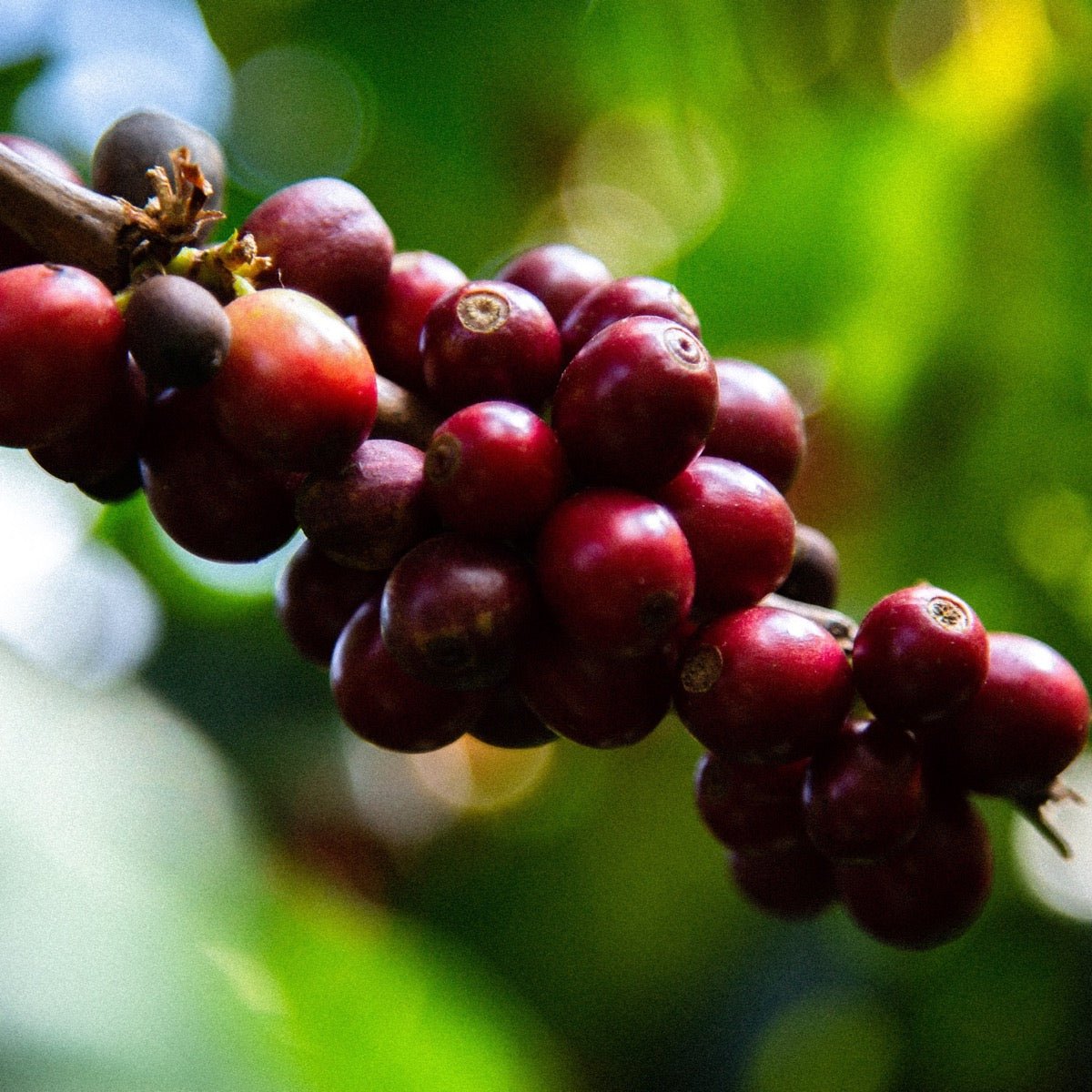 ’Guatemala Lomas Altas