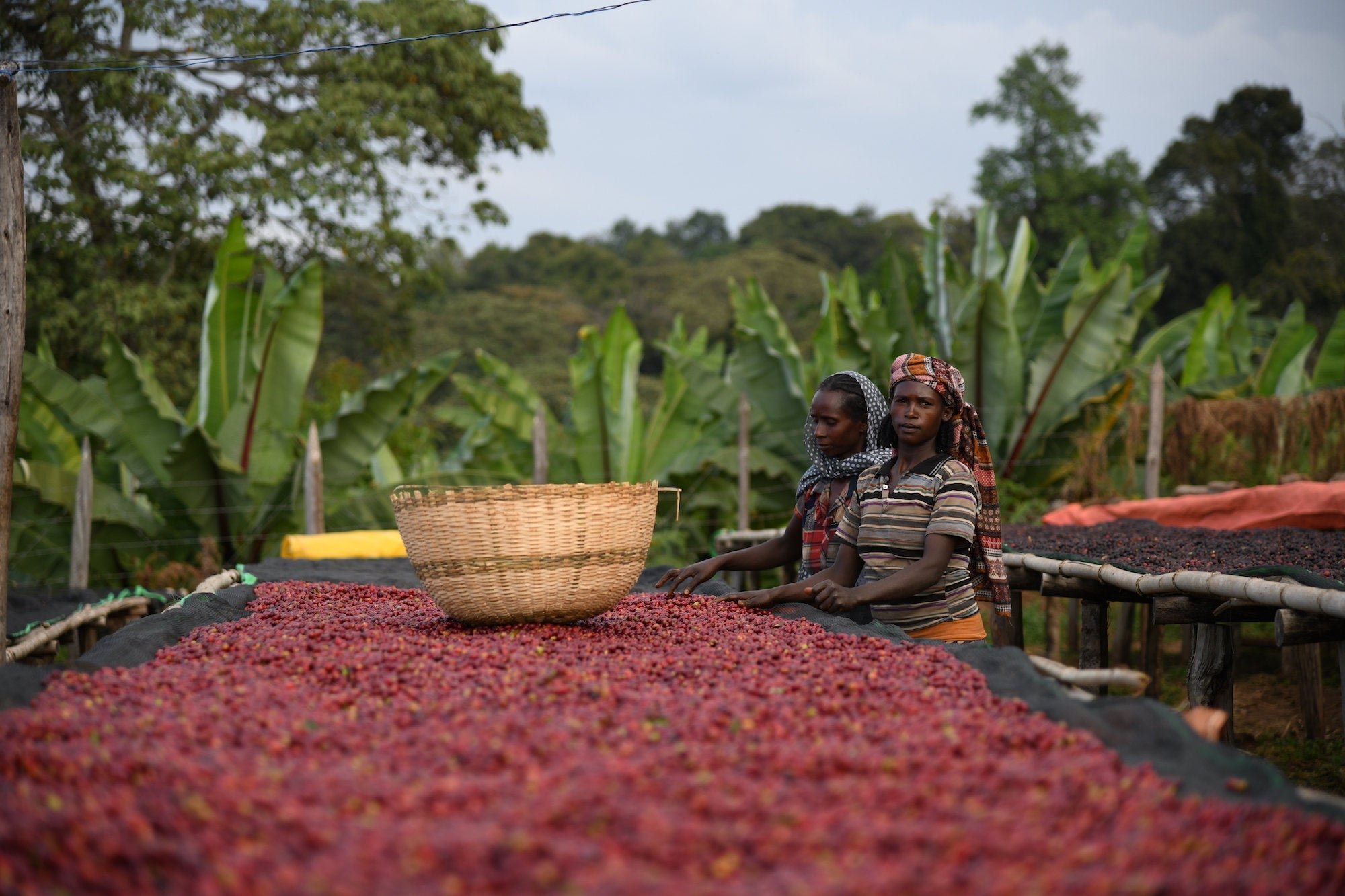 Ethiopia Tore Badiya Washed Filter