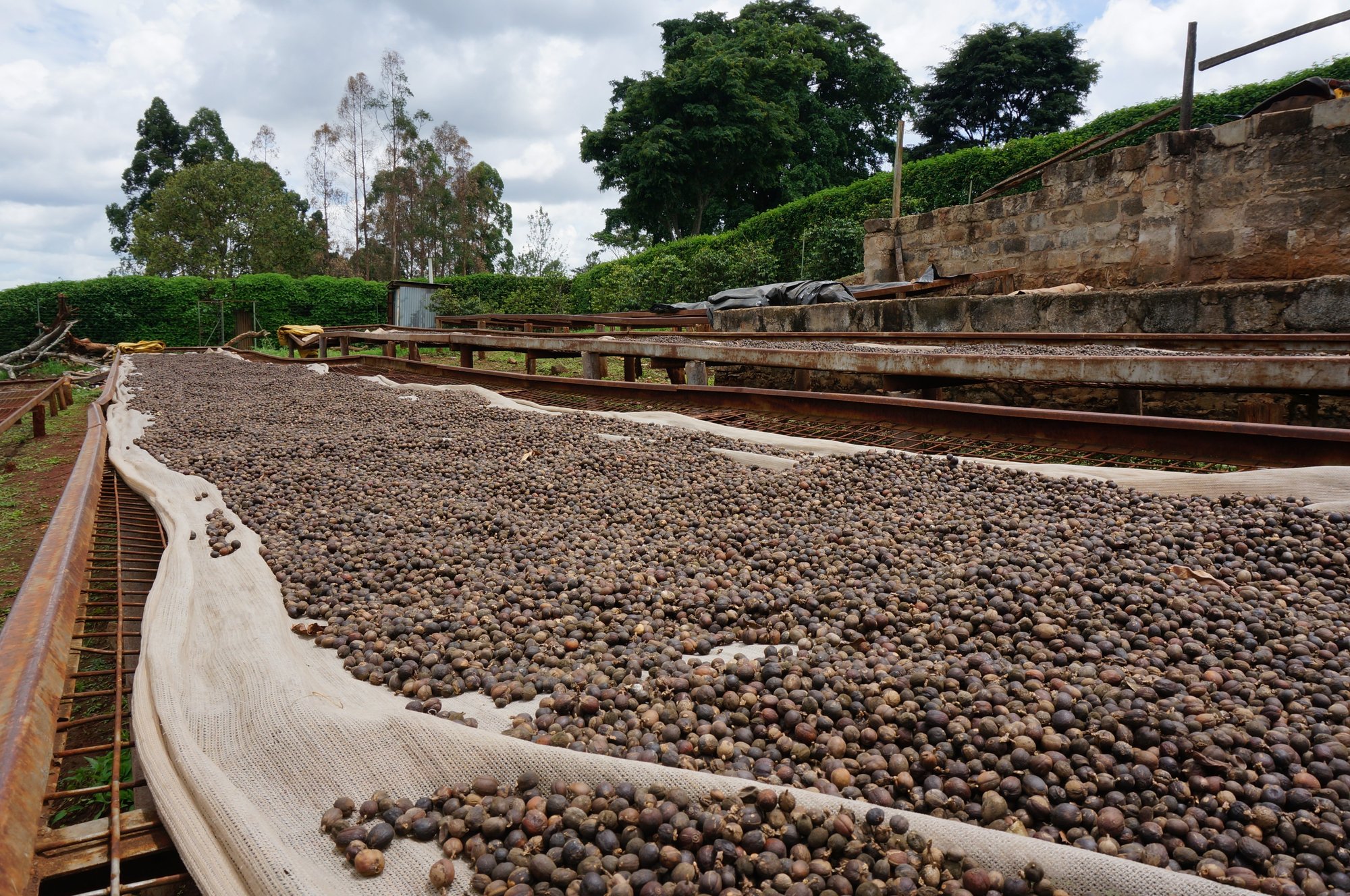 Kenya Ndia-Ini Nyeri Natural FILTER