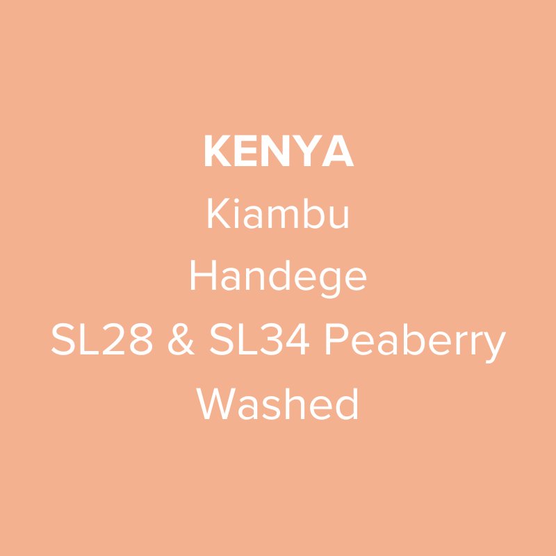 Kenya Kiambu Handege SL28 & SL34 Peaberry Washed PB TOP