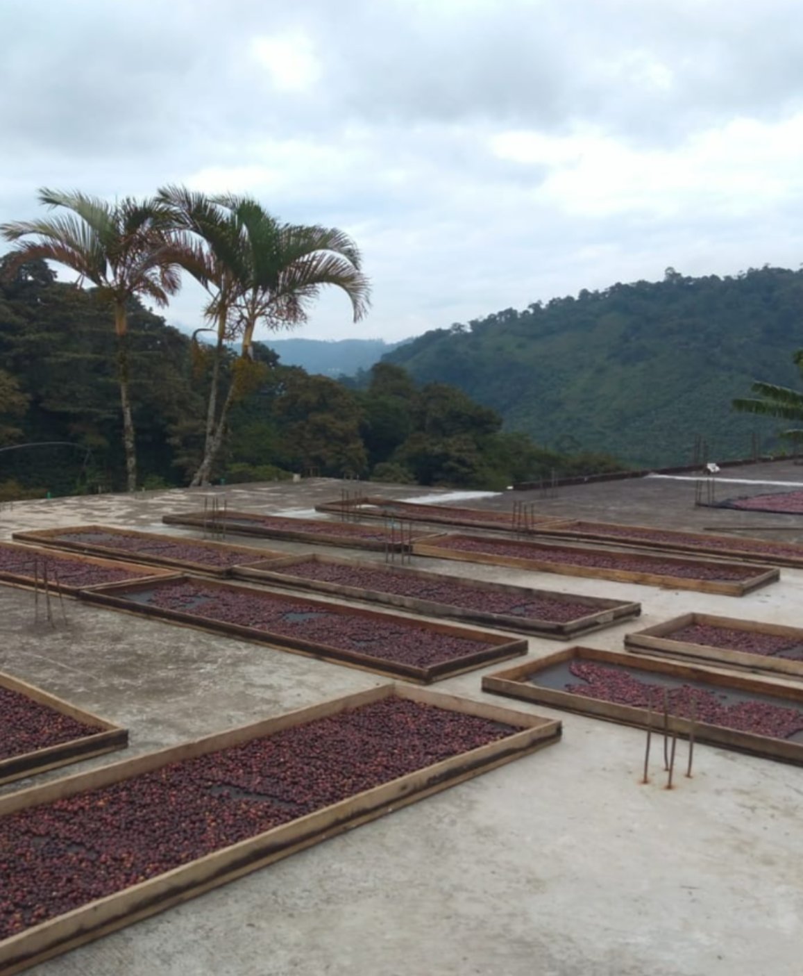 Colombia Finca Jardines Del Eden Filter