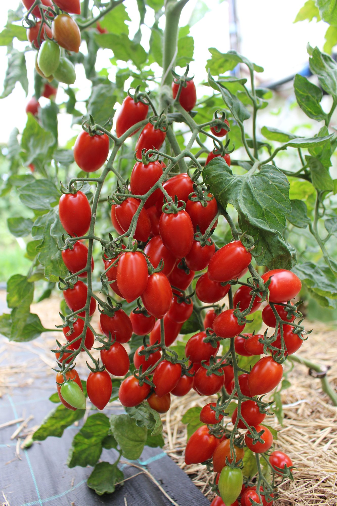 Reinsaat – Tomate Donatellina (Solanum lycopersicum L.)