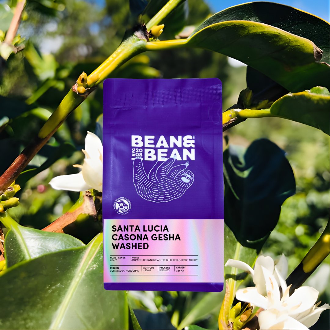 Honduras Santa Lucia Casona Gesha Washed