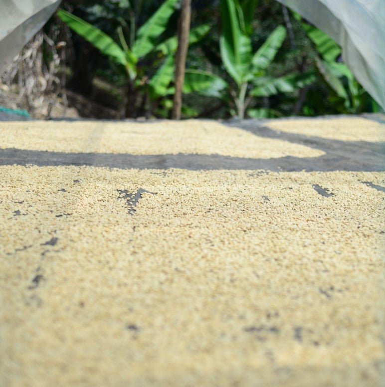 Peru El Eucalypto Washed Bourbon ESPRESSO