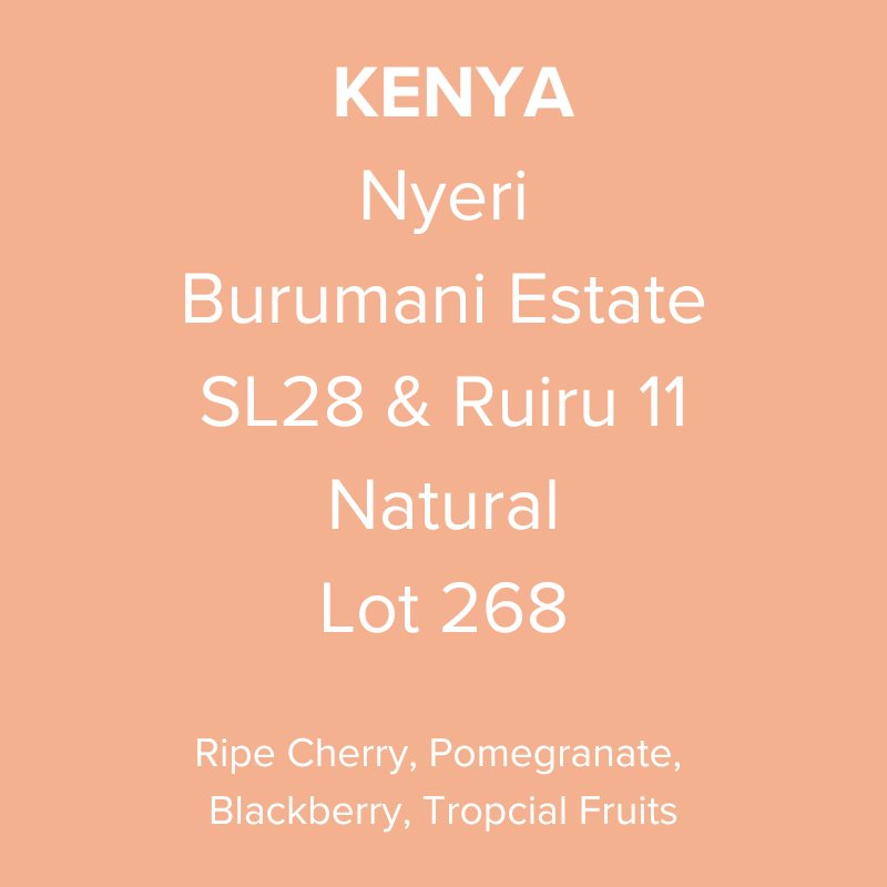 Kenya Nyeri Burumani Estate SL28 & Ruiru 11 Natural Lot 268