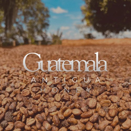Guatemala Antigua Honey Process