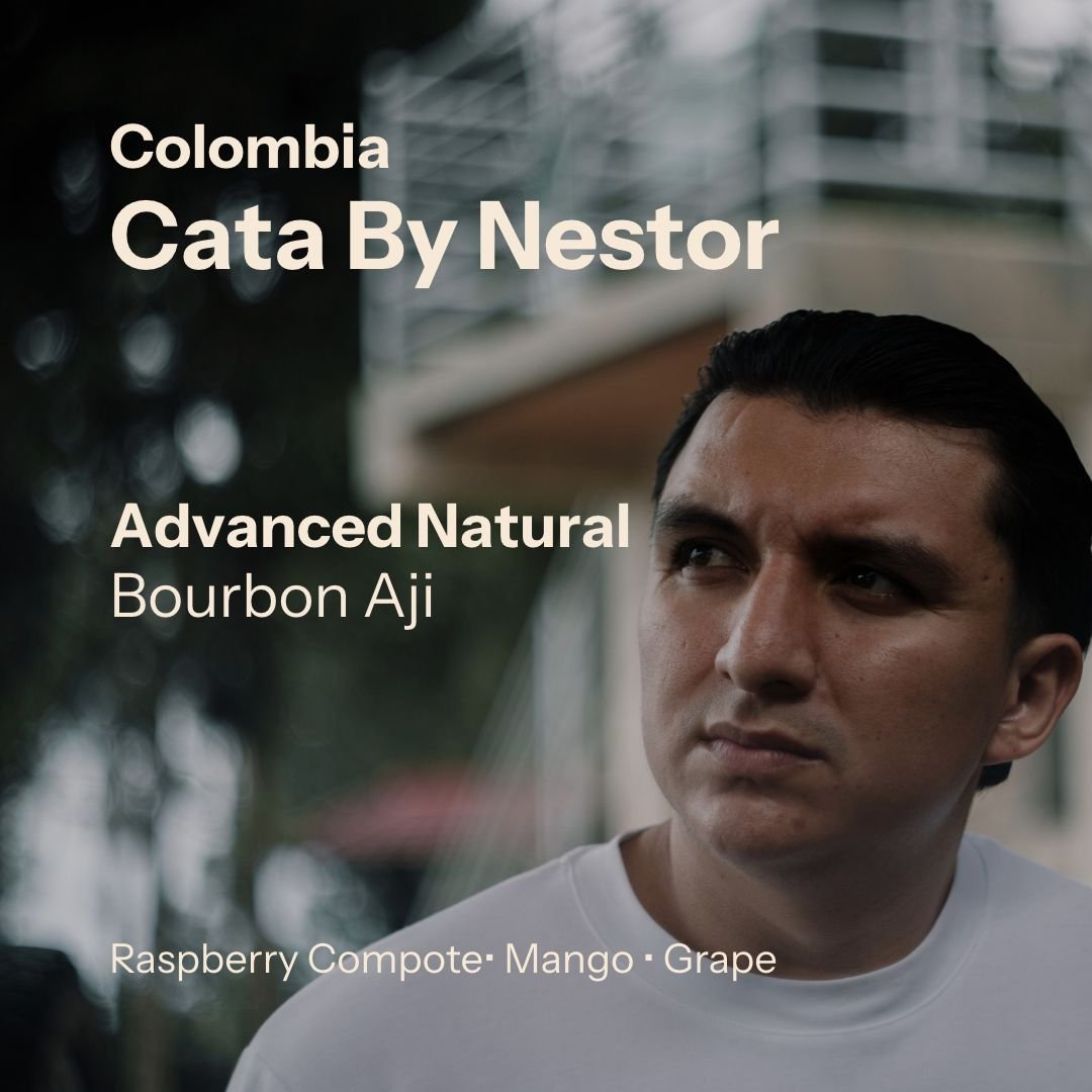 CXN - Cata by Nestor (Colombia)
