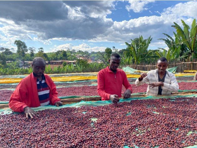 Ethiopia Lanto Edido FILTER