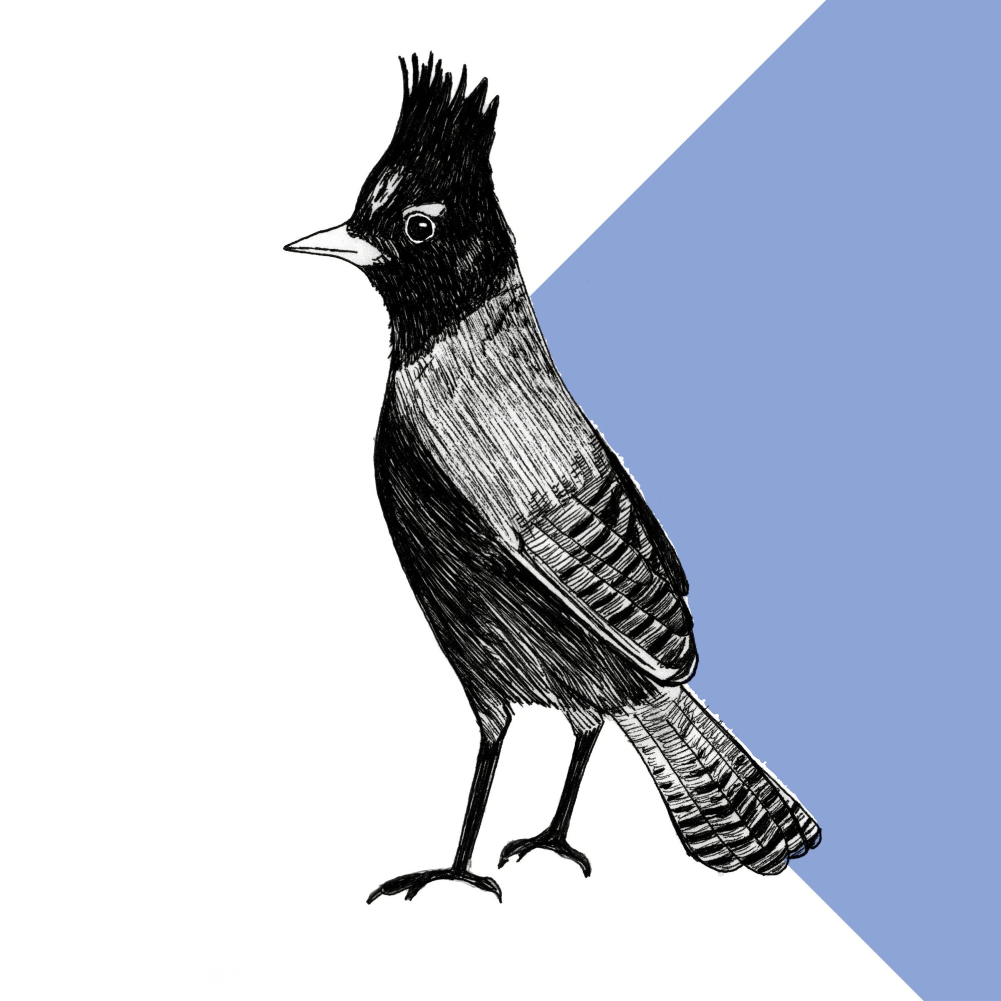 Steller's Jay