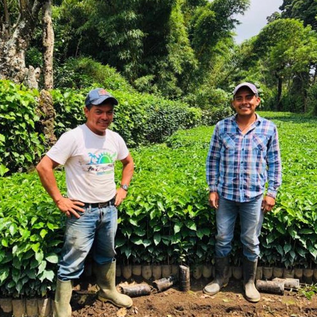 ’Guatemala Buena Vista Geisha