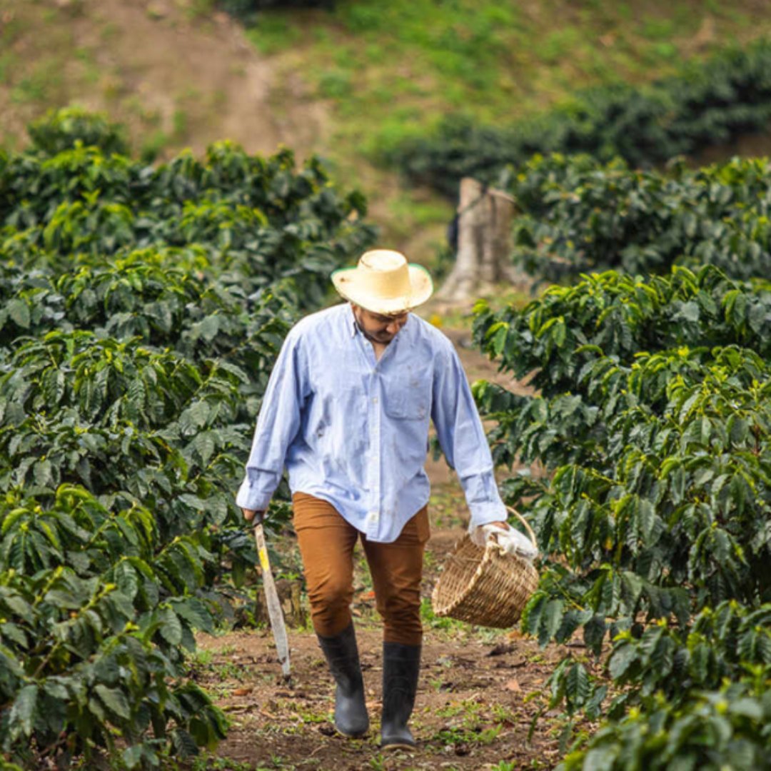 Honduras Finca El Melocoton
