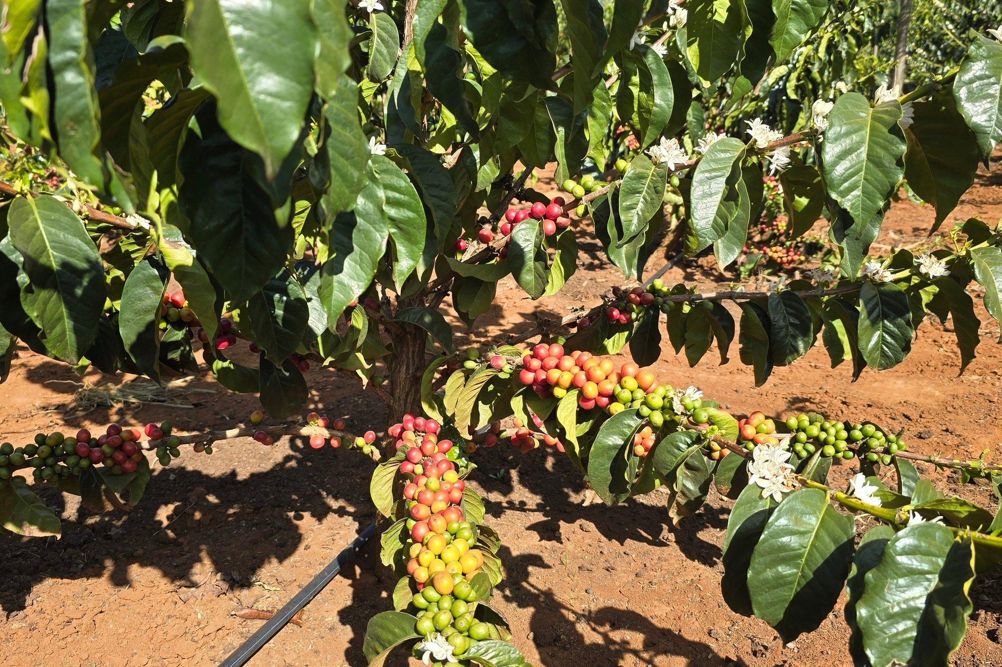 Kericho EA DECAF