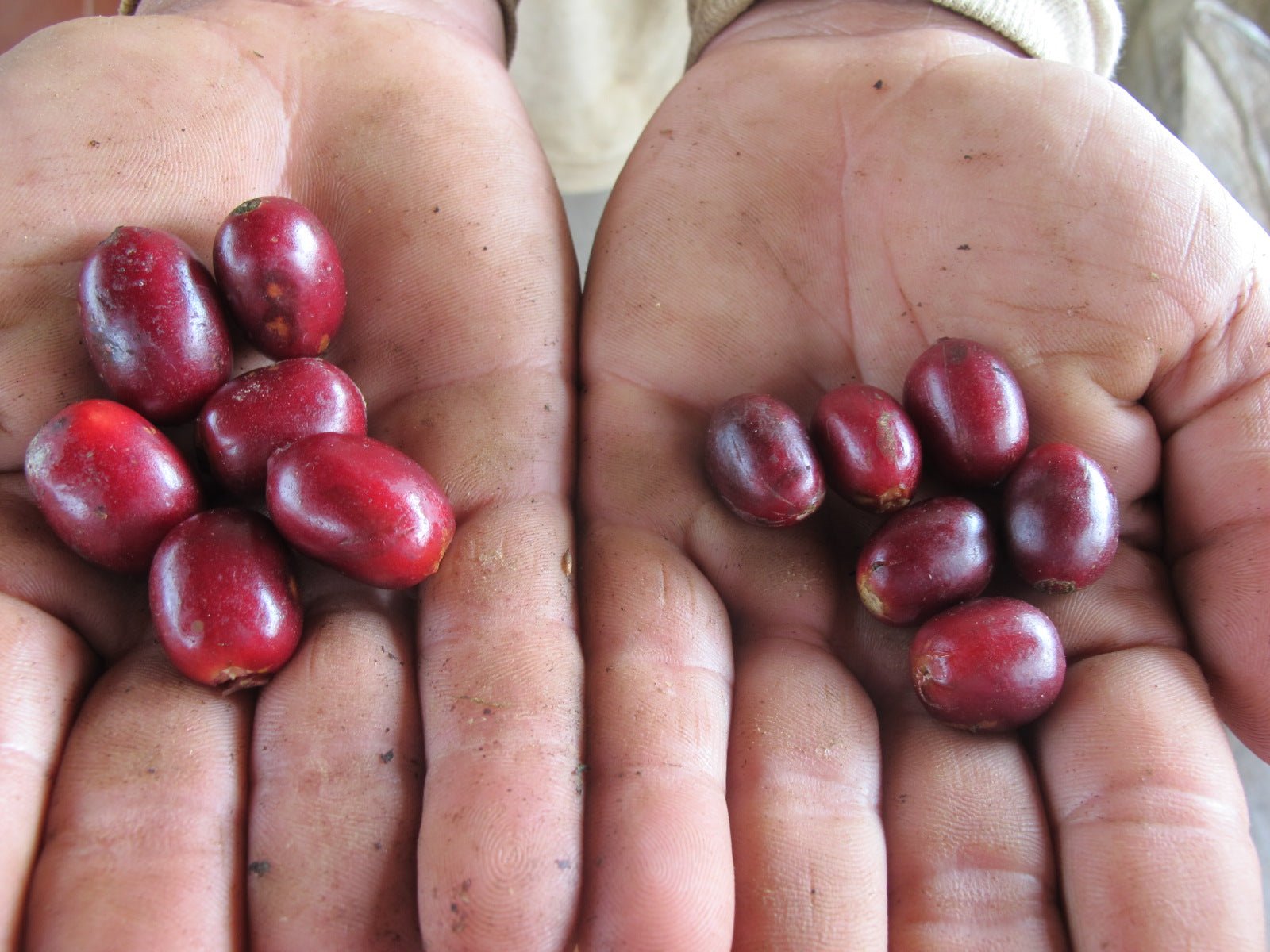 Coffea Diversa Guatemala Geisha Queen Honey