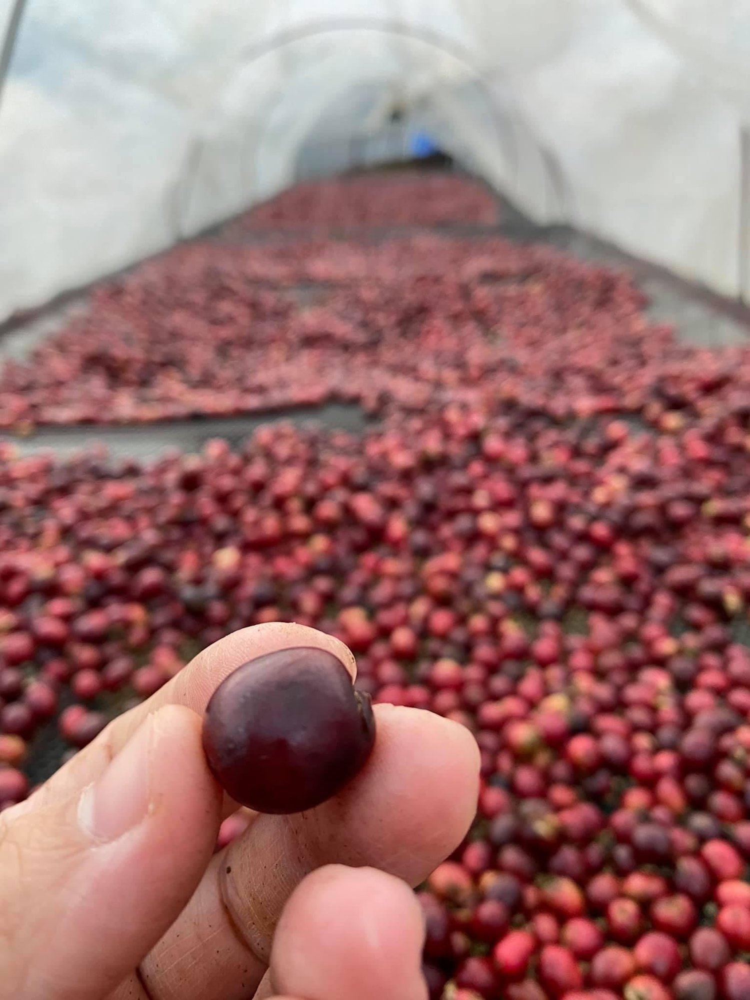 Thailand Doi Saket Champagne Natural