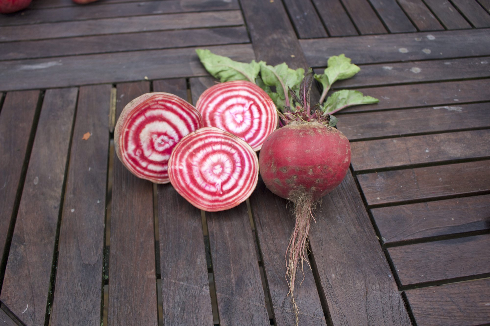 Reinsaat – Rote Rübe Tonda di Chioggia (Beta vulgaris L. var. conditiva)