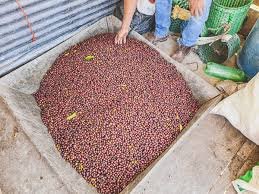 Colombia El Jardin "Gesha Ducuara" ESPRESSO