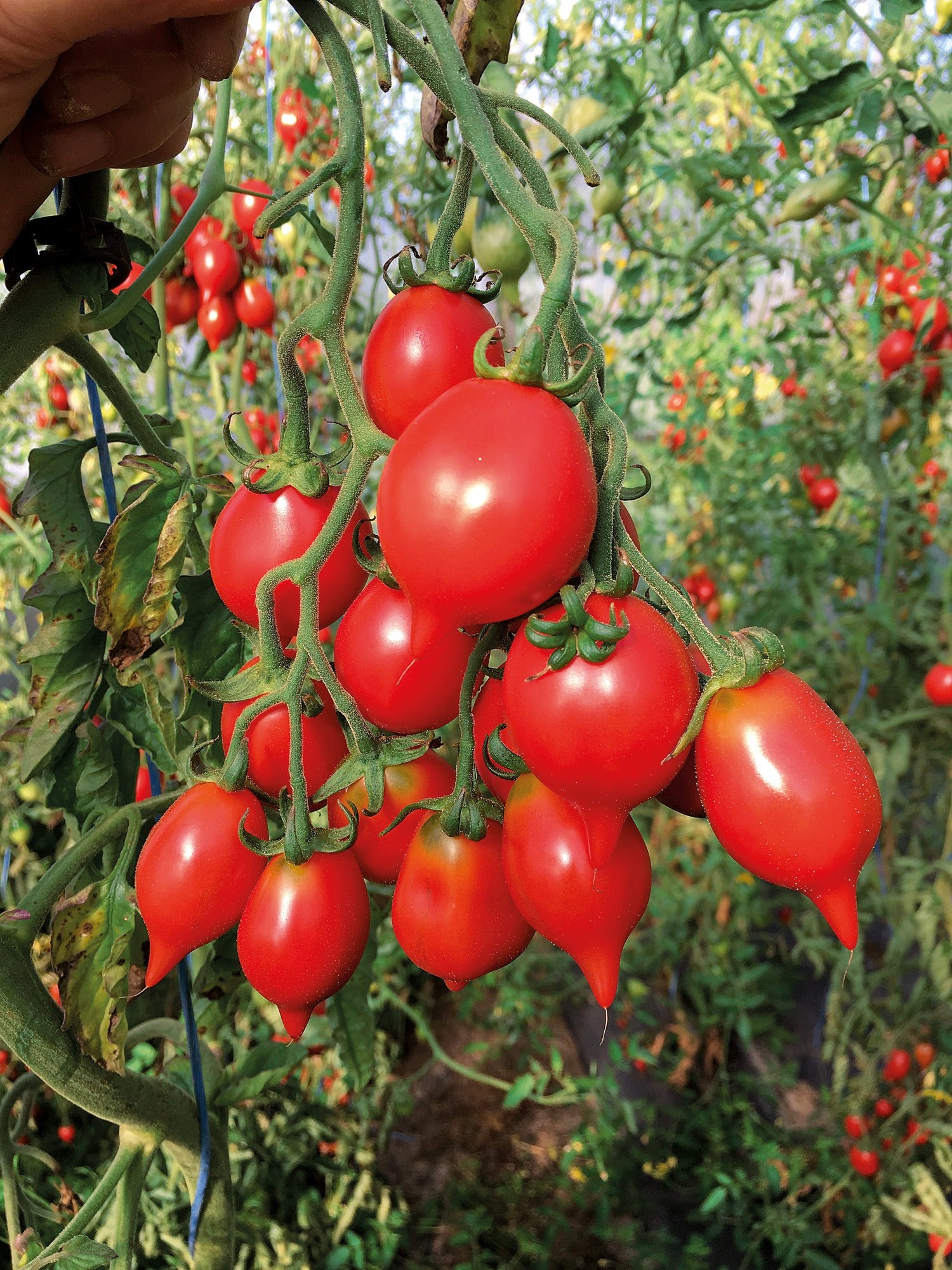 Reinsaat – Tomate Pantelli (Solanum lycopersicum L.)