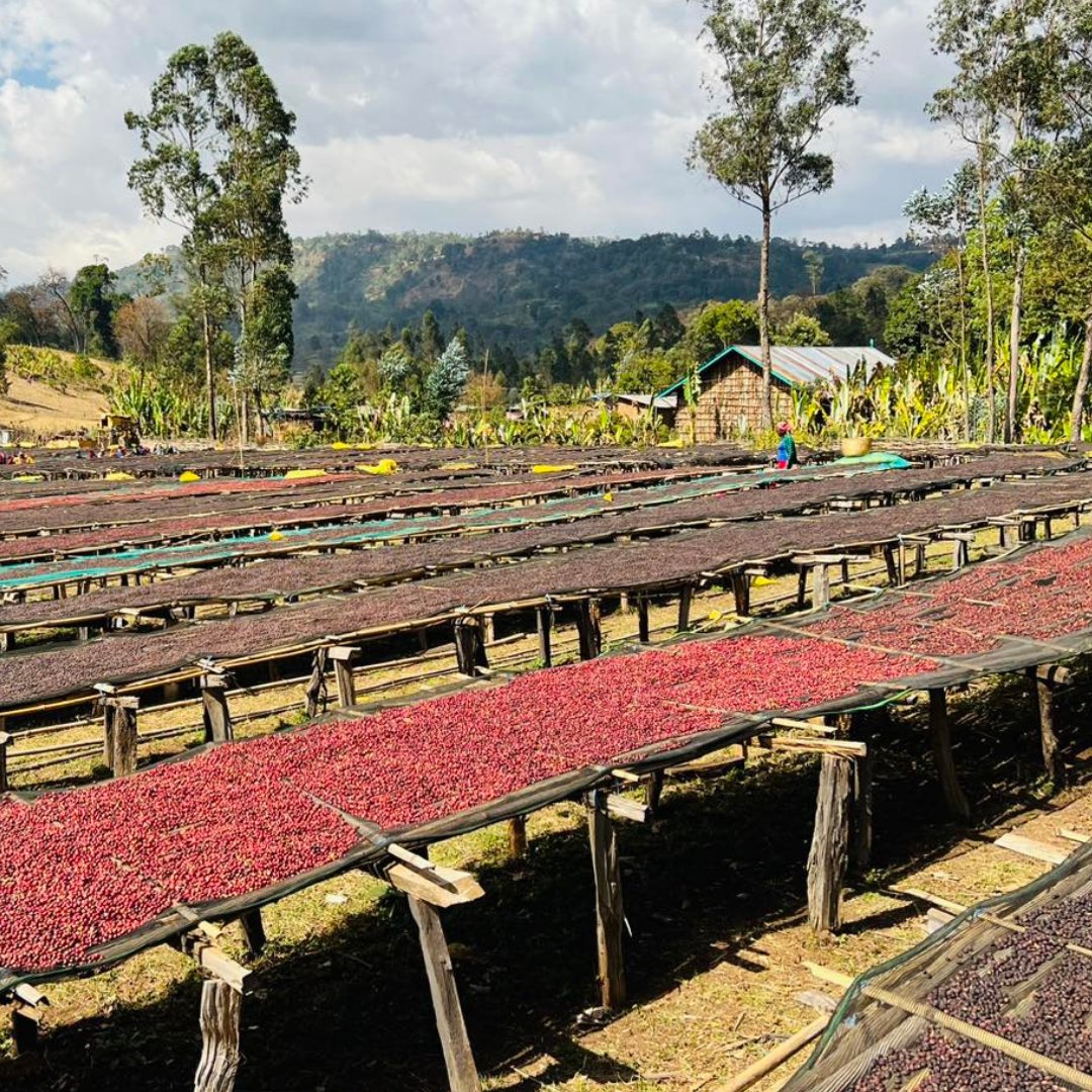 Ethiopia Hambela Buku Abel Natural