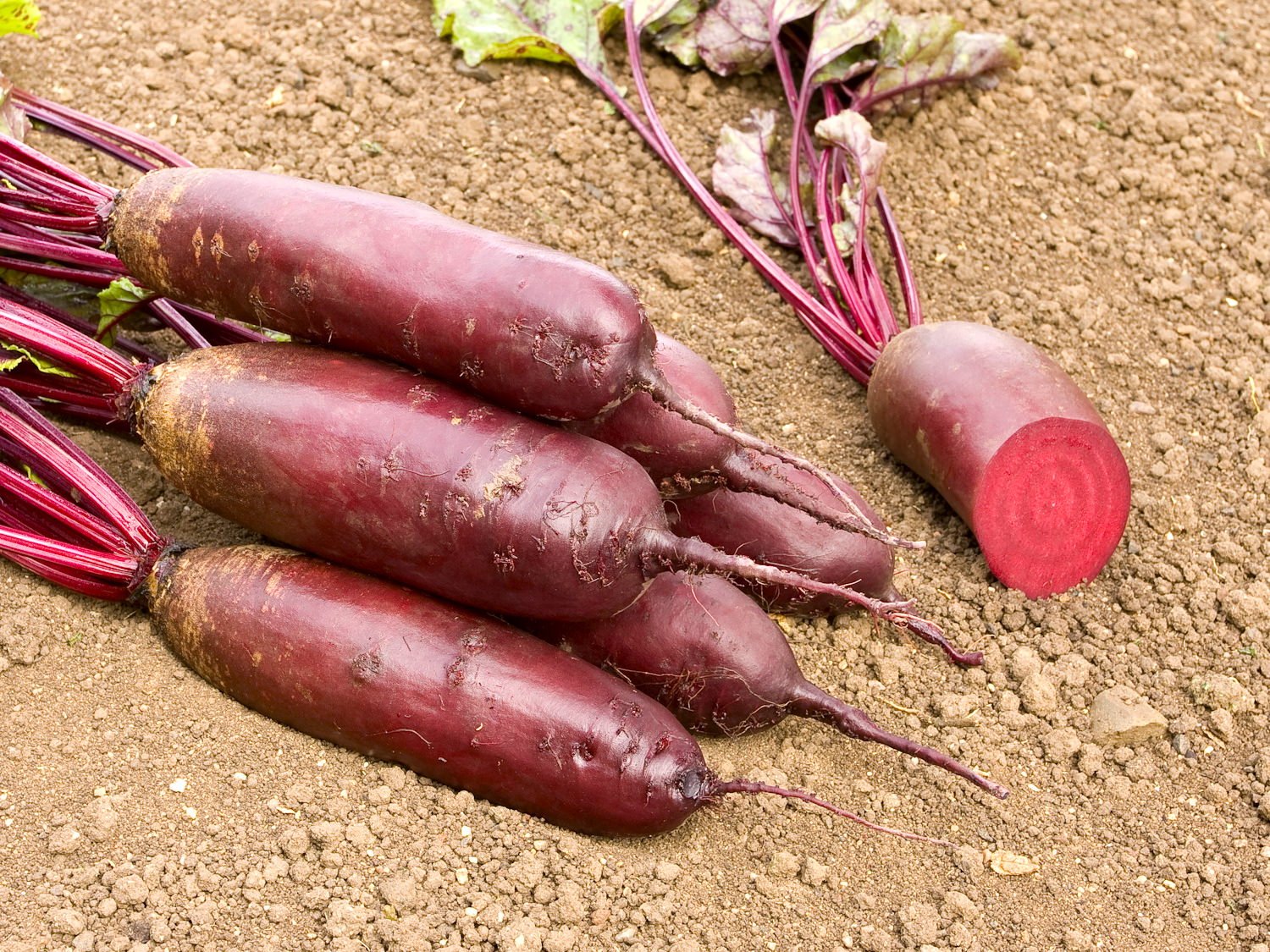 Reinsaat – Rote Rübe Forono (Beta vulgaris L. var. conditiva)