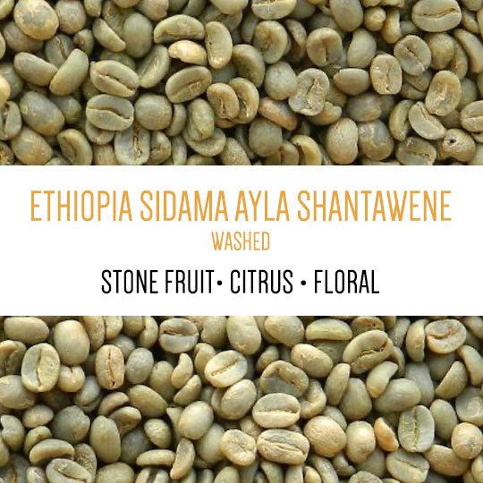 Ethiopia Sidama Ayla Shantawene Washed GREEN