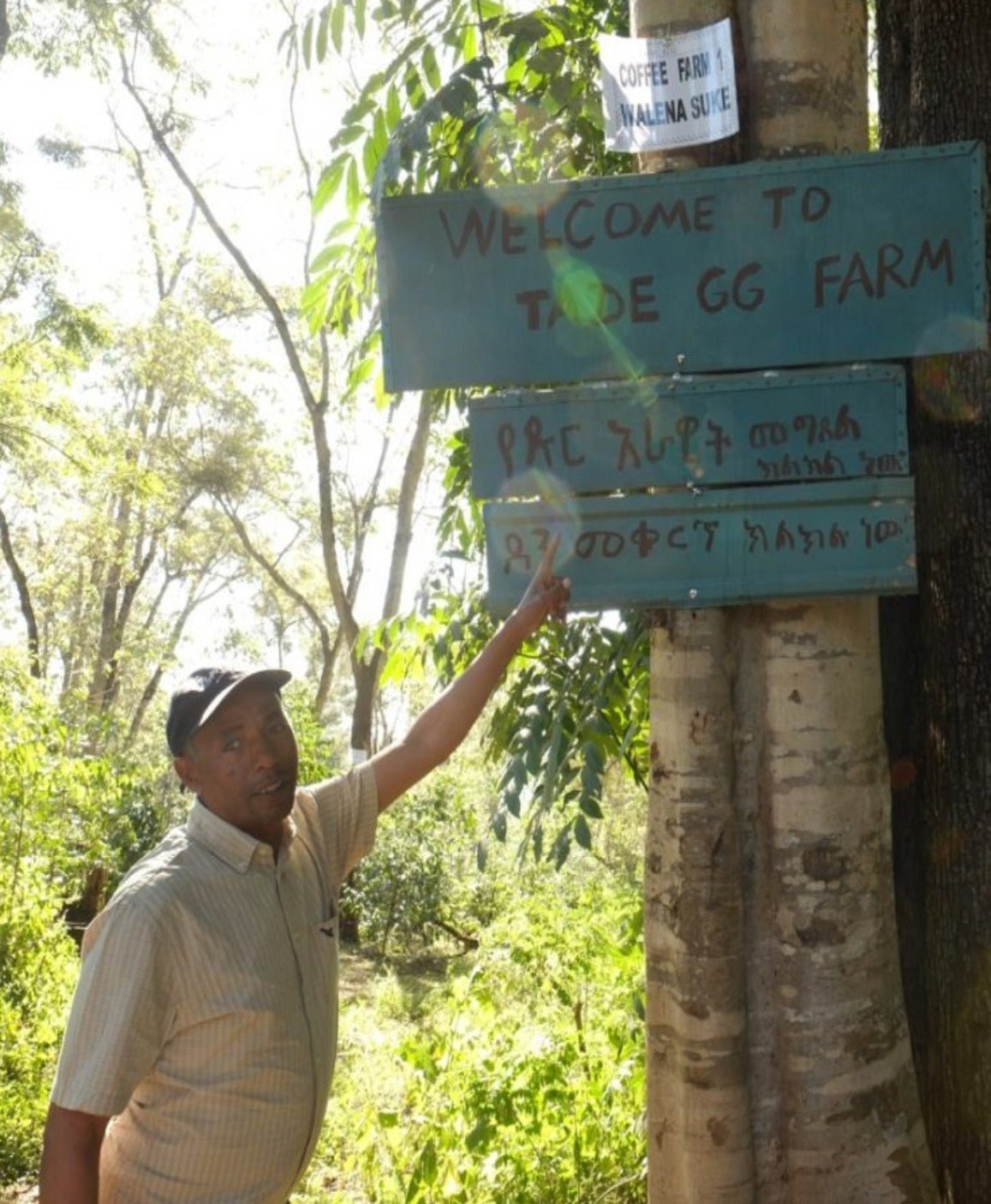 Ethiopia Tade GG Washed Filter