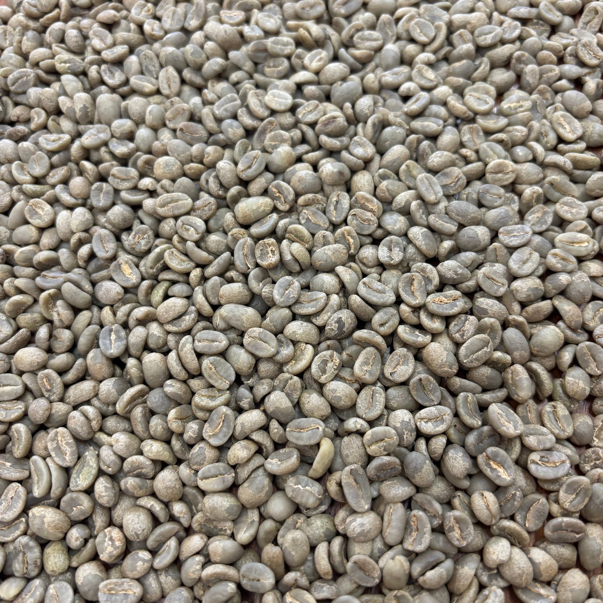 Gitare AB - Bulk Green